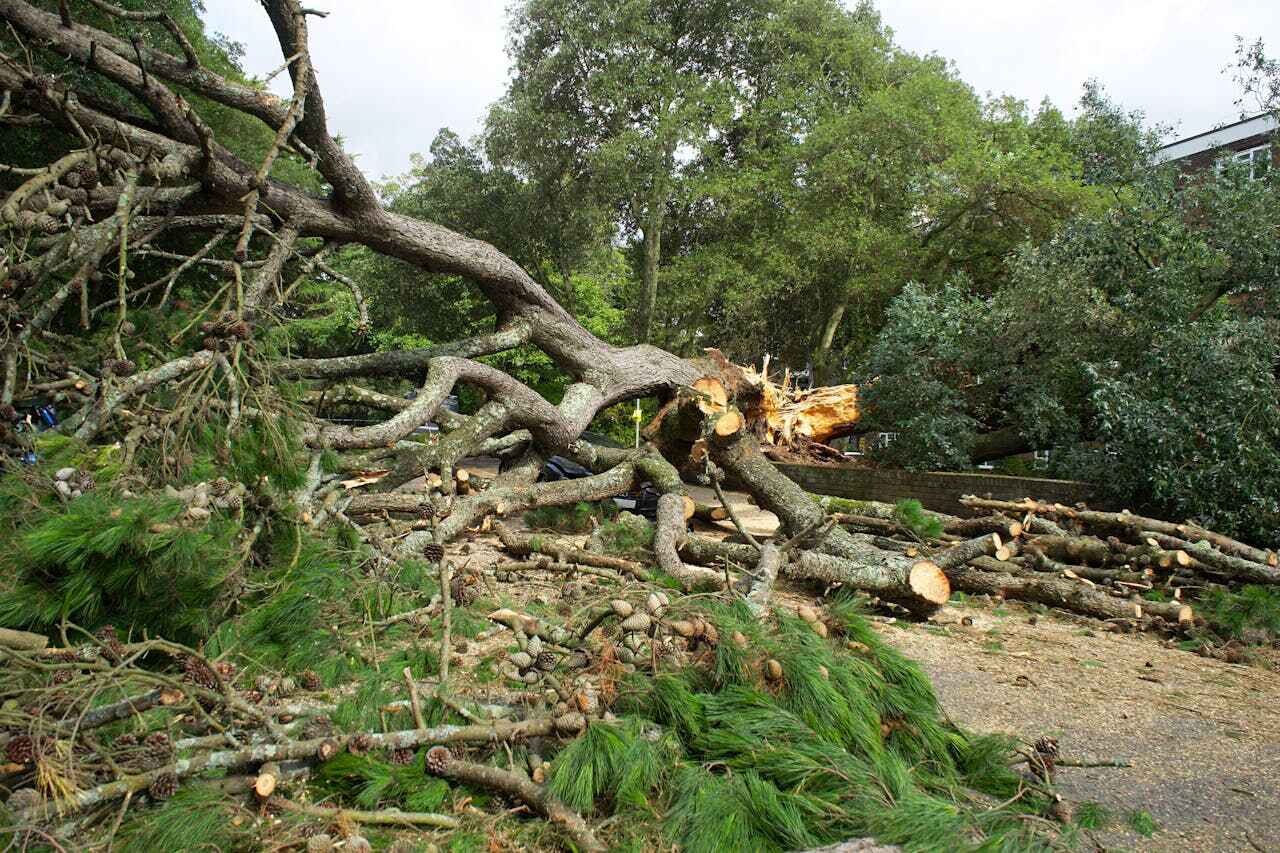 Large Tree Removal in Sanger, TX